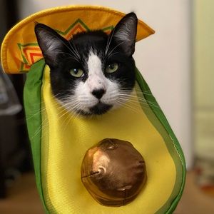 ✨ avocado pet costume